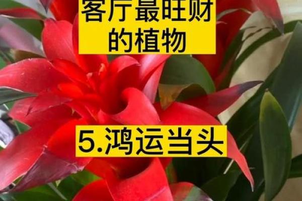 风水指南，如何选择旺财的钱包