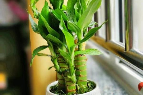 家中养富贵竹风水有讲究