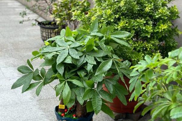 房子外种什么植物更好风水