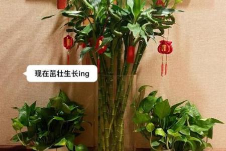 家中养富贵竹风水有讲究