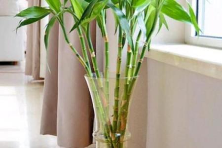房子外种什么植物更好风水