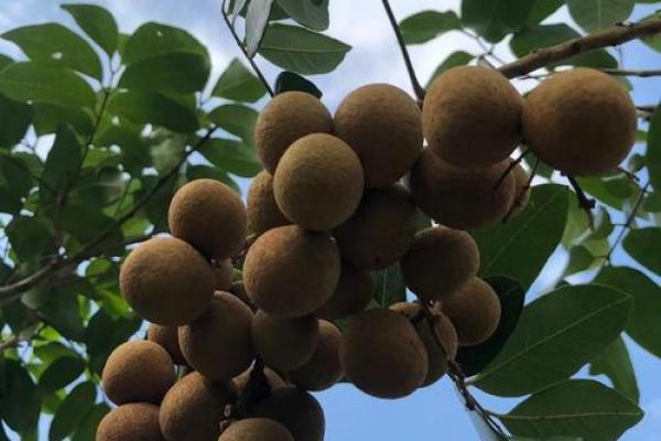 家里种龙眼树影响风水 家里种龙眼树影响风水嘛 家里种龙眼树影响风水 家里种龙眼树影响风水嘛