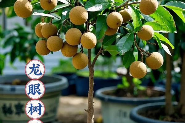 家里种龙眼树影响风水 家里种龙眼树影响风水嘛 家里种龙眼树影响风水 家里种龙眼树影响风水嘛
