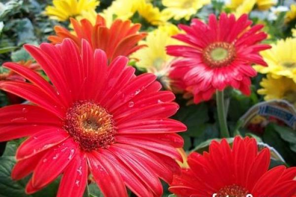 梦见朋友去算命