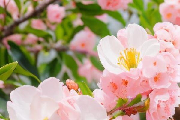 这几类家居风水,容易招野桃花 这几类家居风水,容易招野桃花