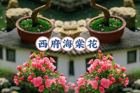 海棠花风水_家里养海棠花好吗