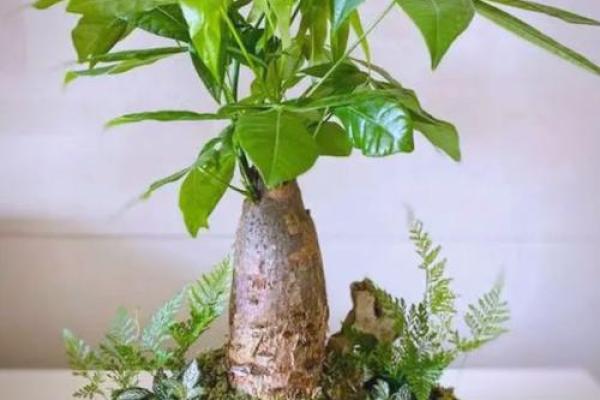 风水家里最旺财的三种树是什么