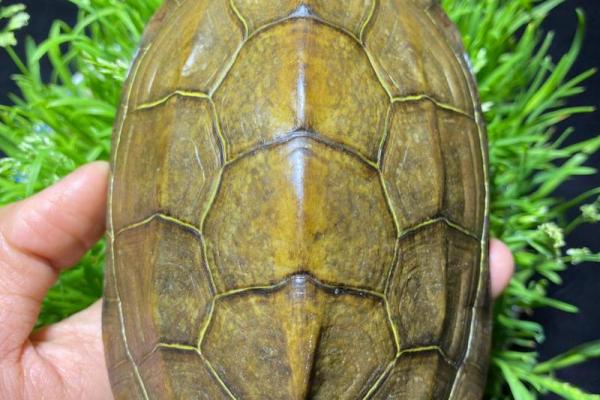 什么龟壳算命比较好 什么龟壳算命比较好