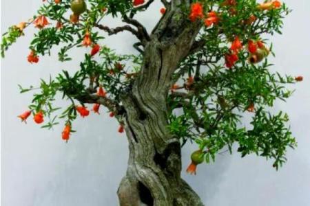 风水家里最旺财的三种树是什么