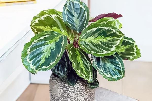 竹芋风水改善家庭空间气氛 竹芋风水改善家庭空间气氛