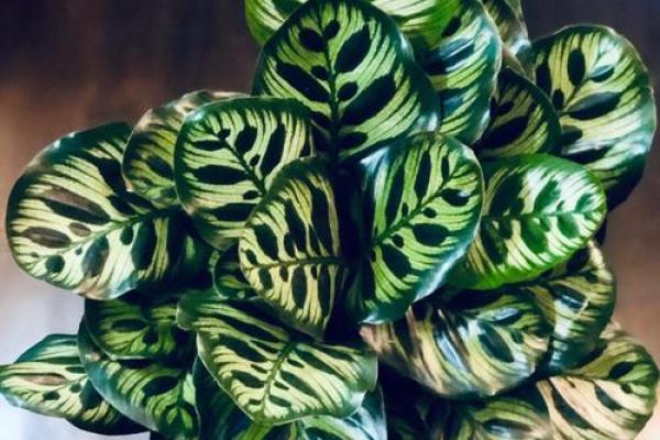 竹芋风水改善家庭空间气氛 竹芋风水改善家庭空间气氛