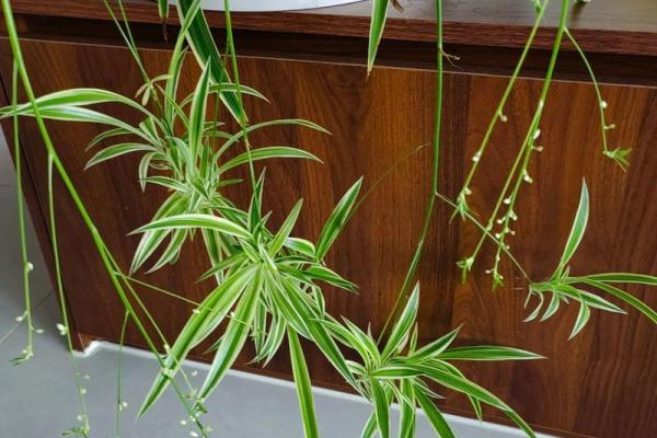 办公室吊兰摆放风水攻略为您营造舒适办公环境 办公室吊兰摆放风水攻略为您营造舒适办公环境