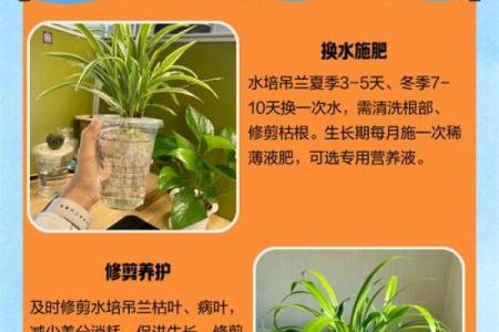 办公室吊兰摆放风水攻略为您营造舒适办公环境