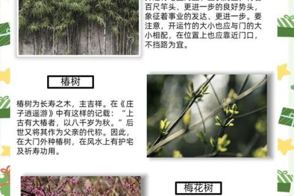 四大镇宅之树是哪四款风水树 四大镇宅之树是哪四款风水树