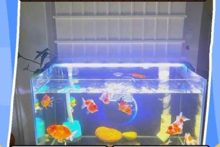 鱼缸的风水妙用