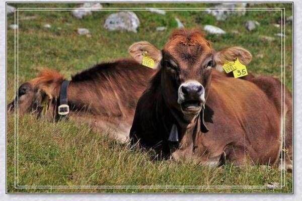 梦见算命不能开车