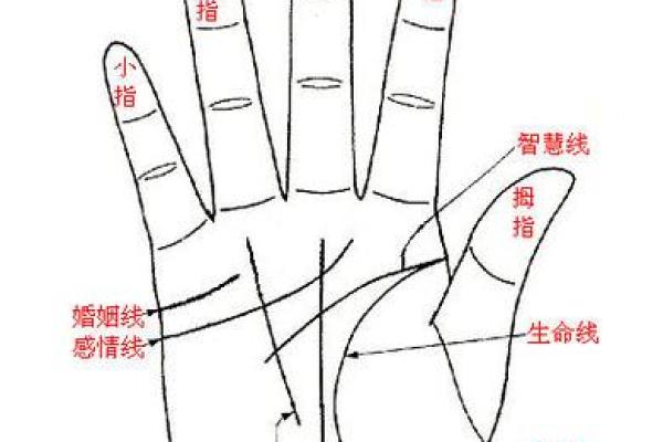 女人手纹算命图解,有福气的女人手相