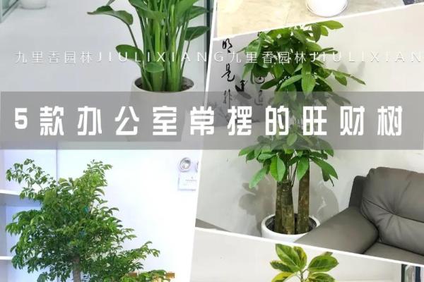 办公室养什么花风水最好适合摆放