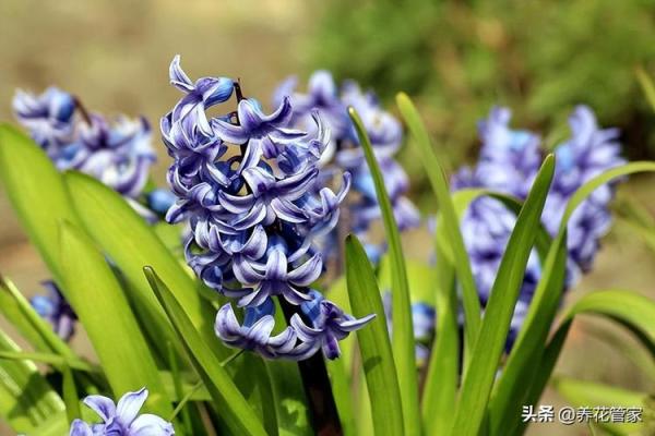 风信子免费算命 免费算命你的风信子会开吗 风信子免费算命 免费算命你的风信子会开吗