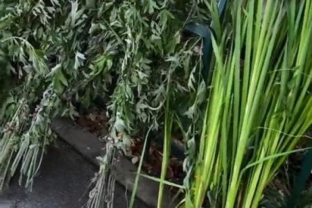 为什么艾草不能送人有什么风水说法