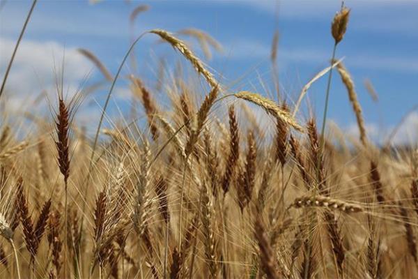 方位风水_成熟的麦子摆放在家里的什么位置更好