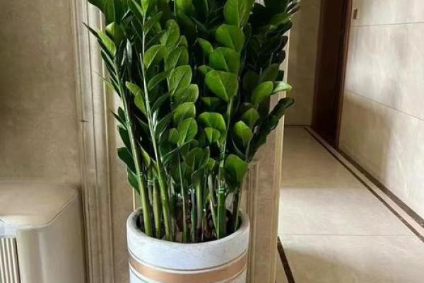 助运，家居风水如何摆放旺事业