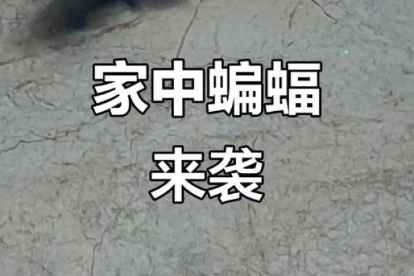 动物风水之家里飞进蝙蝠的解说 动物风水之家里飞进蝙蝠的解说