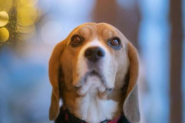 八字从比格 八字从比格