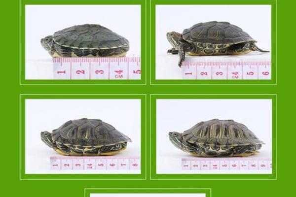 养多少只龟 养龟风水 养几只龟好