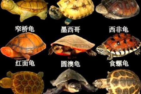 养多少只龟 养龟风水 养几只龟好