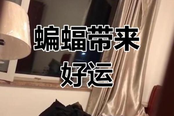 蝙蝠入屋是不吉利的吗风水上讲预示着什么-