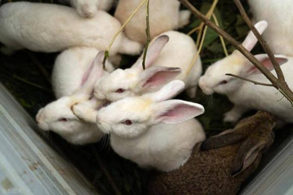 家里养兔子风水,家里养兔子风水好吗 家里养兔子风水,家里养兔子风水好吗