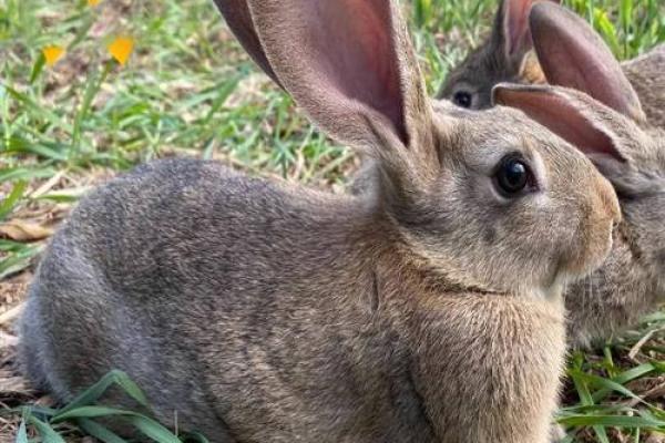 家里养兔子风水,家里养兔子风水好吗 家里养兔子风水,家里养兔子风水好吗