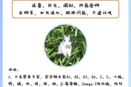 算命兔子在吃草,兔吃草是什么命