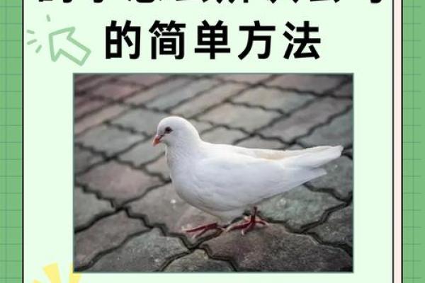 养鸽子与风水家庭和谐的源泉