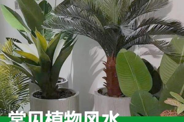 办公室摆放植物有什么风水讲究