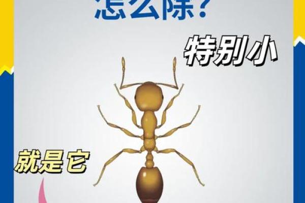 家里有蚂蚁风水上预示什么