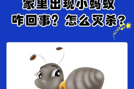 家里有蚂蚁风水上预示什么