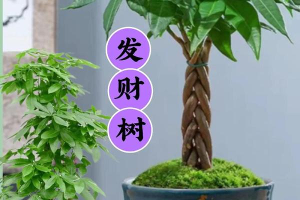 四大镇宅之树 镇宅植物风水 四大镇宅之树 镇宅植物风水