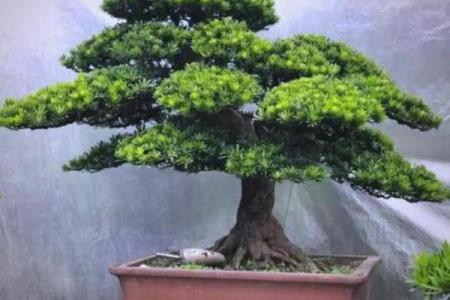 四大镇宅之树 镇宅植物风水