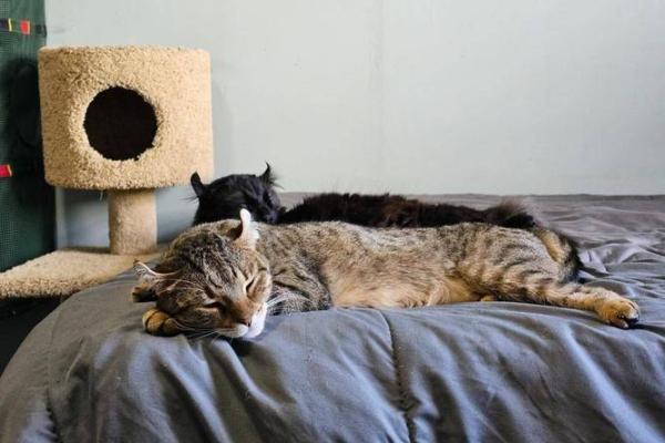 什么房子养猫更好风水好的 什么房子养猫更好风水好的