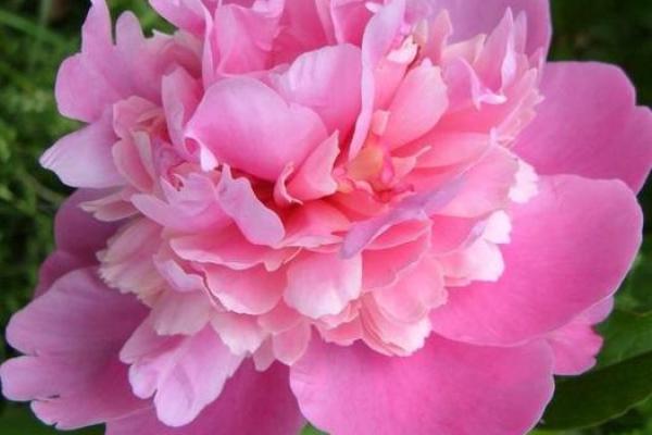 心理测试：四种青菜，哪种你更喜欢？测你这辈子是什么命格？