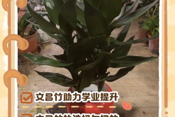 风水价值，为啥家里不能养文竹