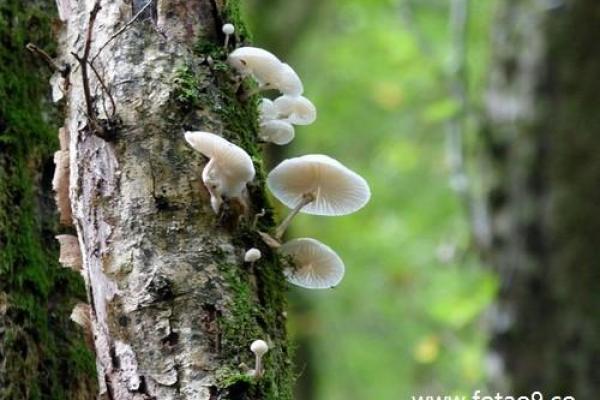 梦见老人佛滔算命