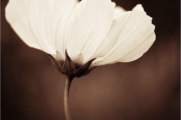 梦见老人佛滔算命