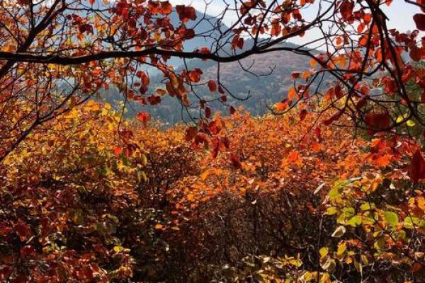 济南郎茂山附近有个算命的