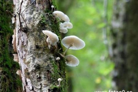 梦见老人佛滔算命