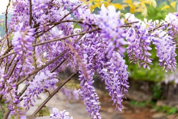 紫色紫微斗数 紫微斗数紫色是什么意思？