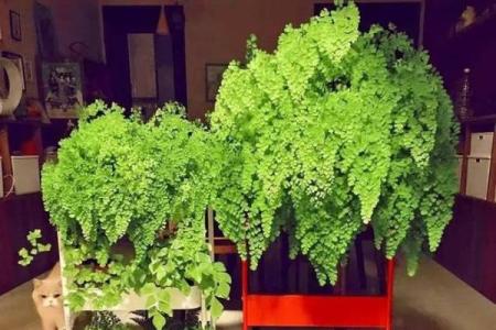 假花摆放在房屋里哪里不会影响到风水呢