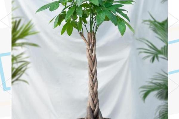 办公室风水绿植选择有哪些可以带来财运